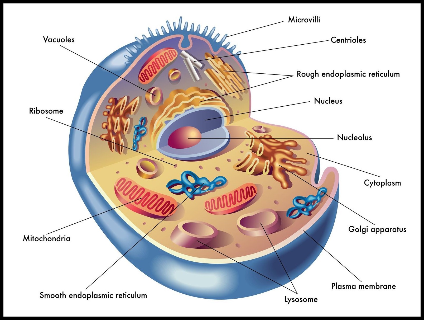 Structure of Cell