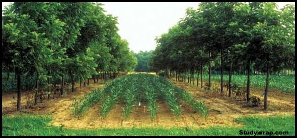 Agro forestry, Social forestry, community forestry, urban forestry, Notes on Indian Geography, Studywrap.com