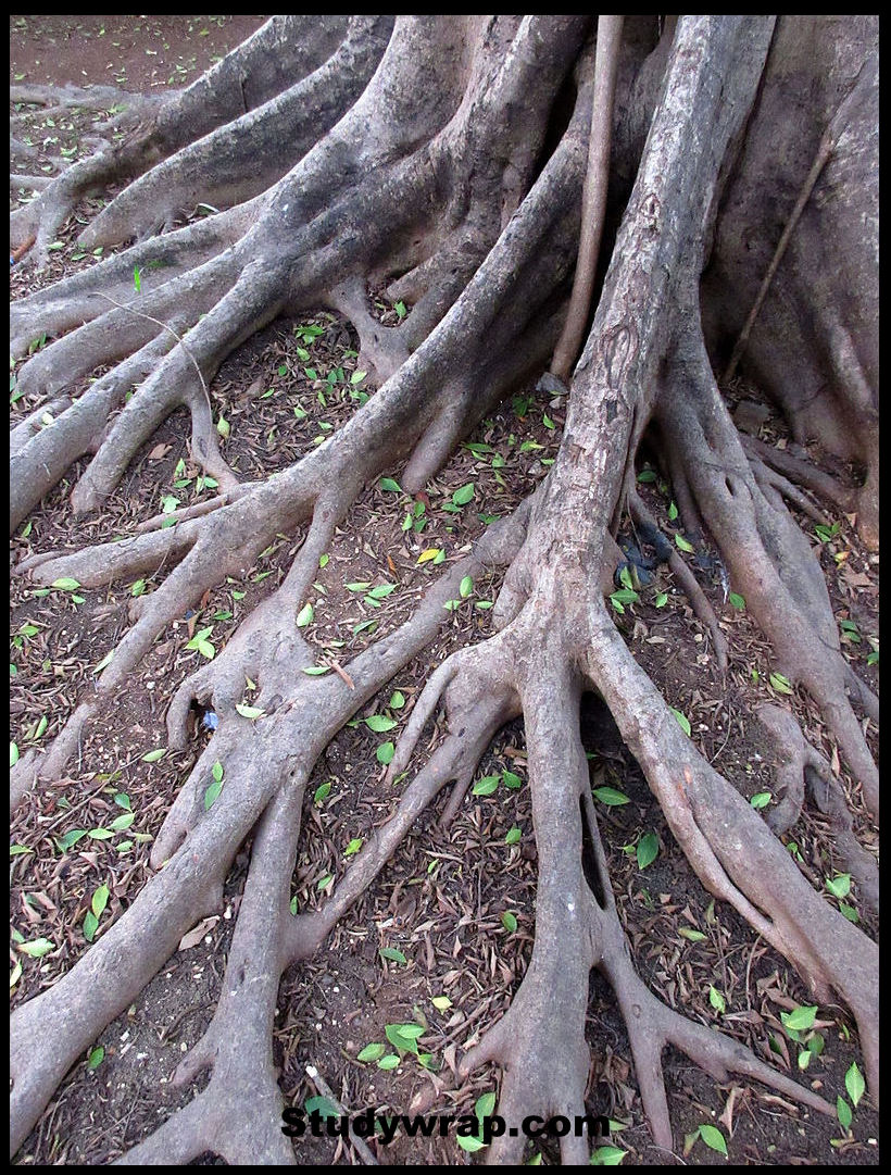 Buttress Root , Classification of Natural Vegetation of India