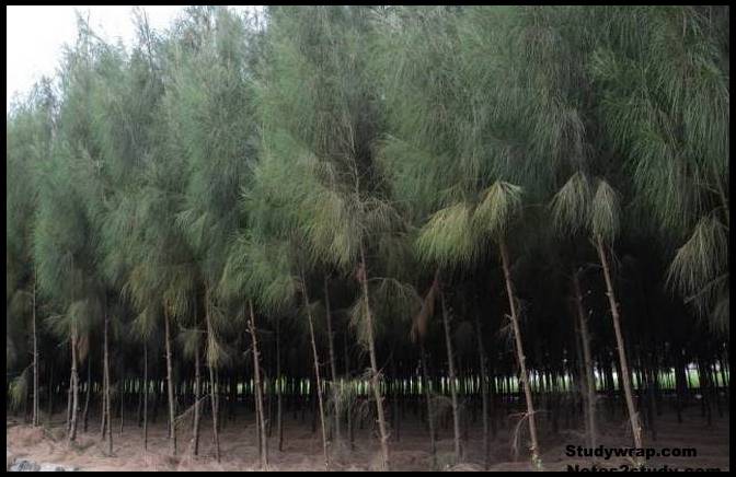  Casuarina plantation, Studywrap.com, 