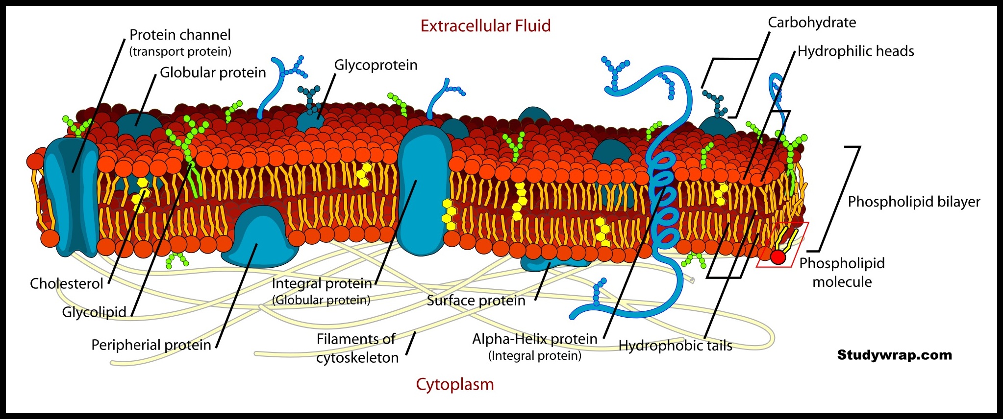 Cell membrane, Plasma Membrane, Structure of Plasma Membrane