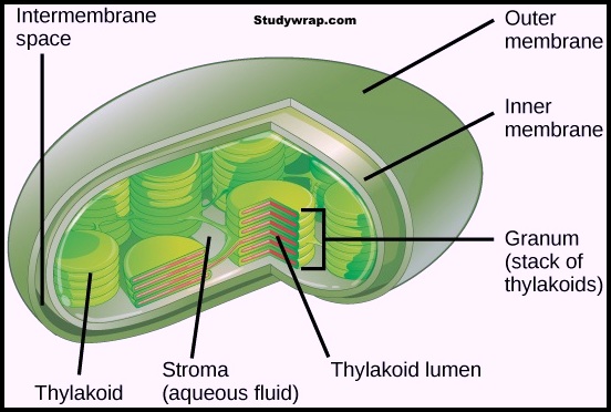 Chloroplast, Plastids, kitchen of the cell, 