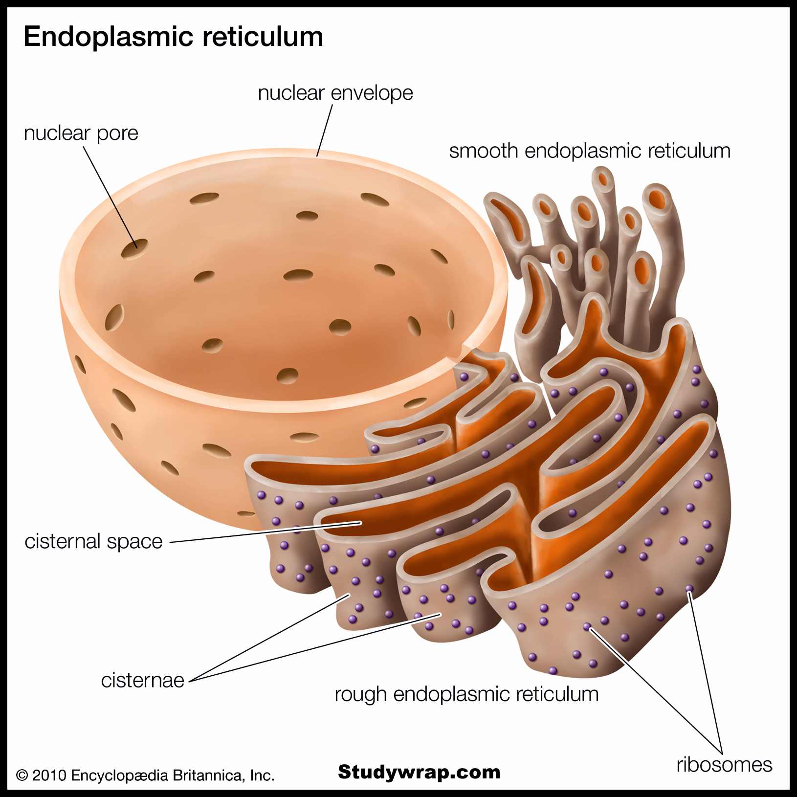 Structure of Cell, Endoplasmic Reticulum