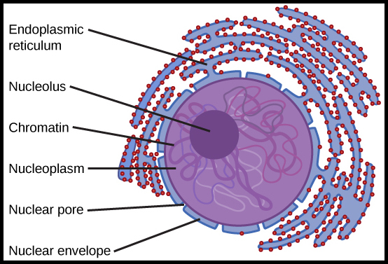 Structure of Nucleus, Structure of Cell, Nucleus, Nuclear membrane, Nuclear pores, Nucleolus, Chromatin fibres