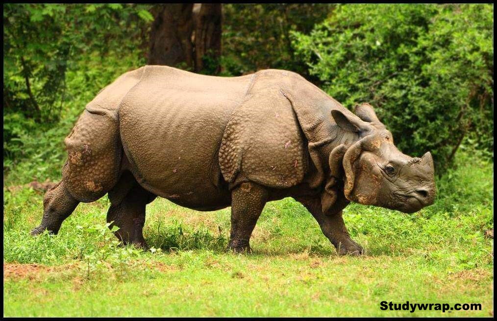 Specialised Projects for Wildlife Conservation, Indian (One Horn) Rhino Vision 2020 - (IRV 2020), 