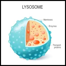 Lysosomes, Suicide bags, scavengers 