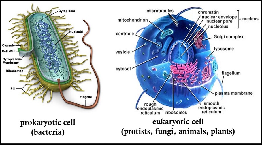 Prokaryotic cells and Eukaryotic cells