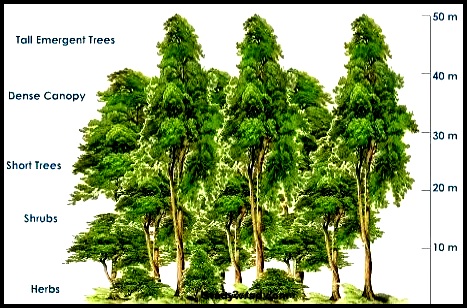 Stratification of Tropical Wet Evergreen Forest