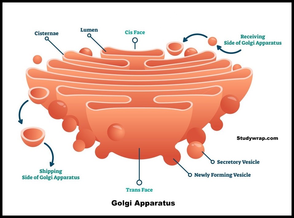 golgi apparatus, Dictyosomes, Golgi complex, dictosomes, 