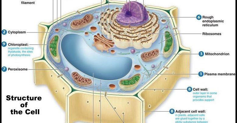 Cell, Structure of cell, Cell organelles