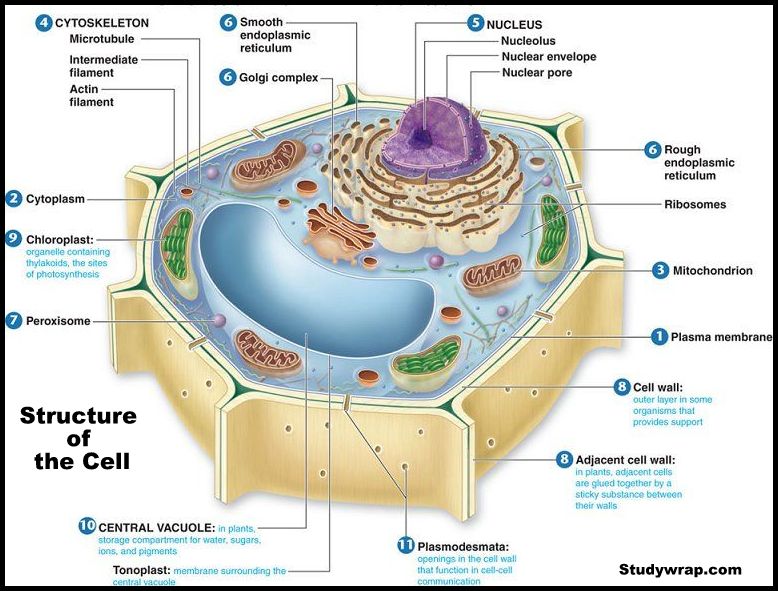 Structure of Cell - Basic Components and Cell Organelles - Study Wrap