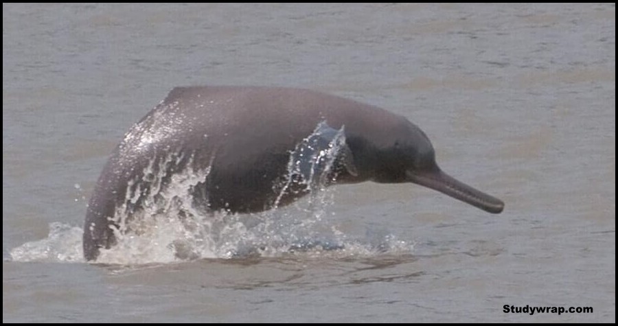 Ganges Dolphin, Specialised Projects for Wildlife Conservation