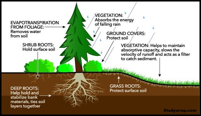 Uses of Forest, Importance of Forest