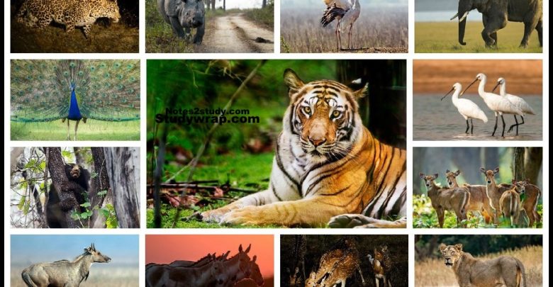 wildlife of India, protection of Wildlife of India