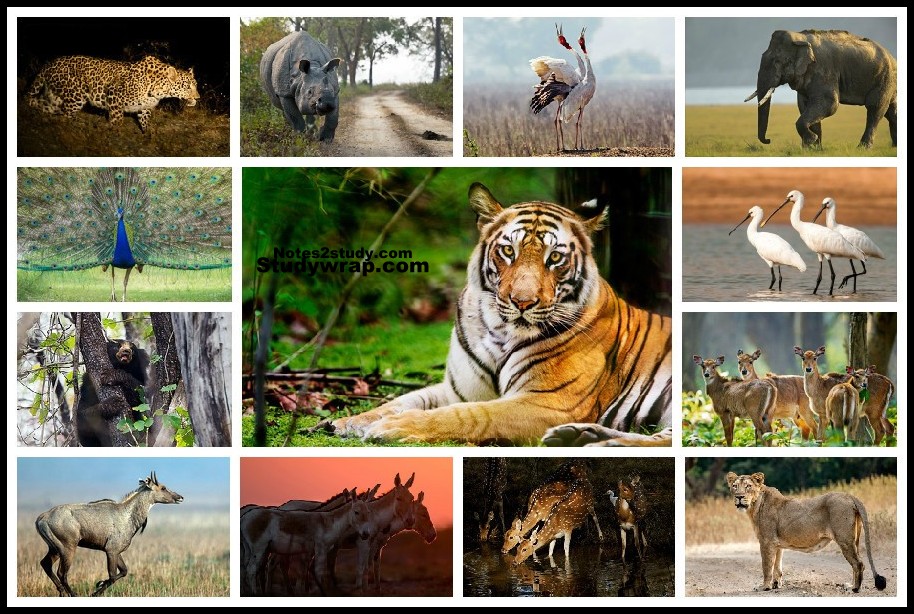 wildlife of India, protection of Wildlife of India