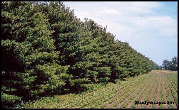 Wind breaks for preventing soil erosion