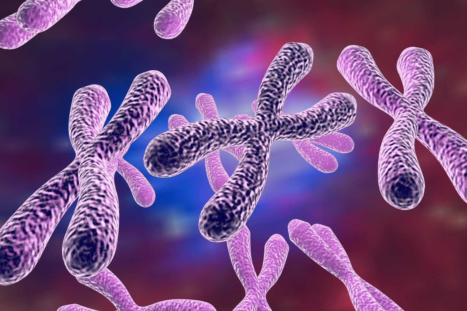 Chromosomes , function of Chromosomes, Structure of Chromosomes.