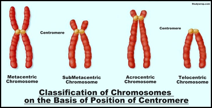Shapes of Chromosomes on the basis of position of Centromere, 