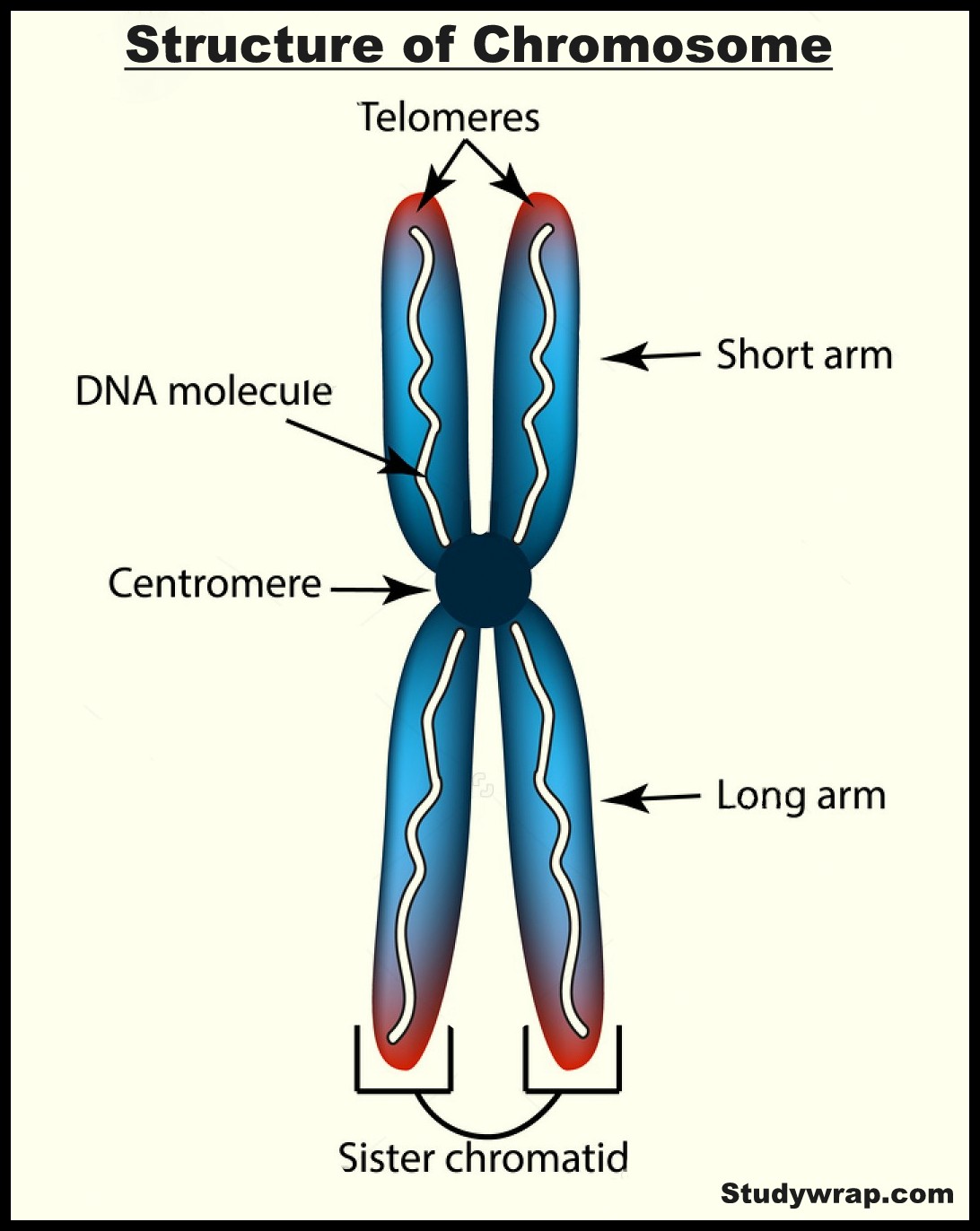 Shapes of Chromosomes, Structure of Chromosomes, Chemical Composition of Chromosome, Morphology of Chromosomes