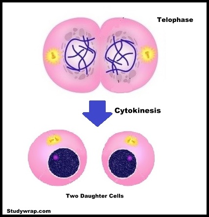 Mitosis - Somatic Cell Division and its Significance - Study Wrap
