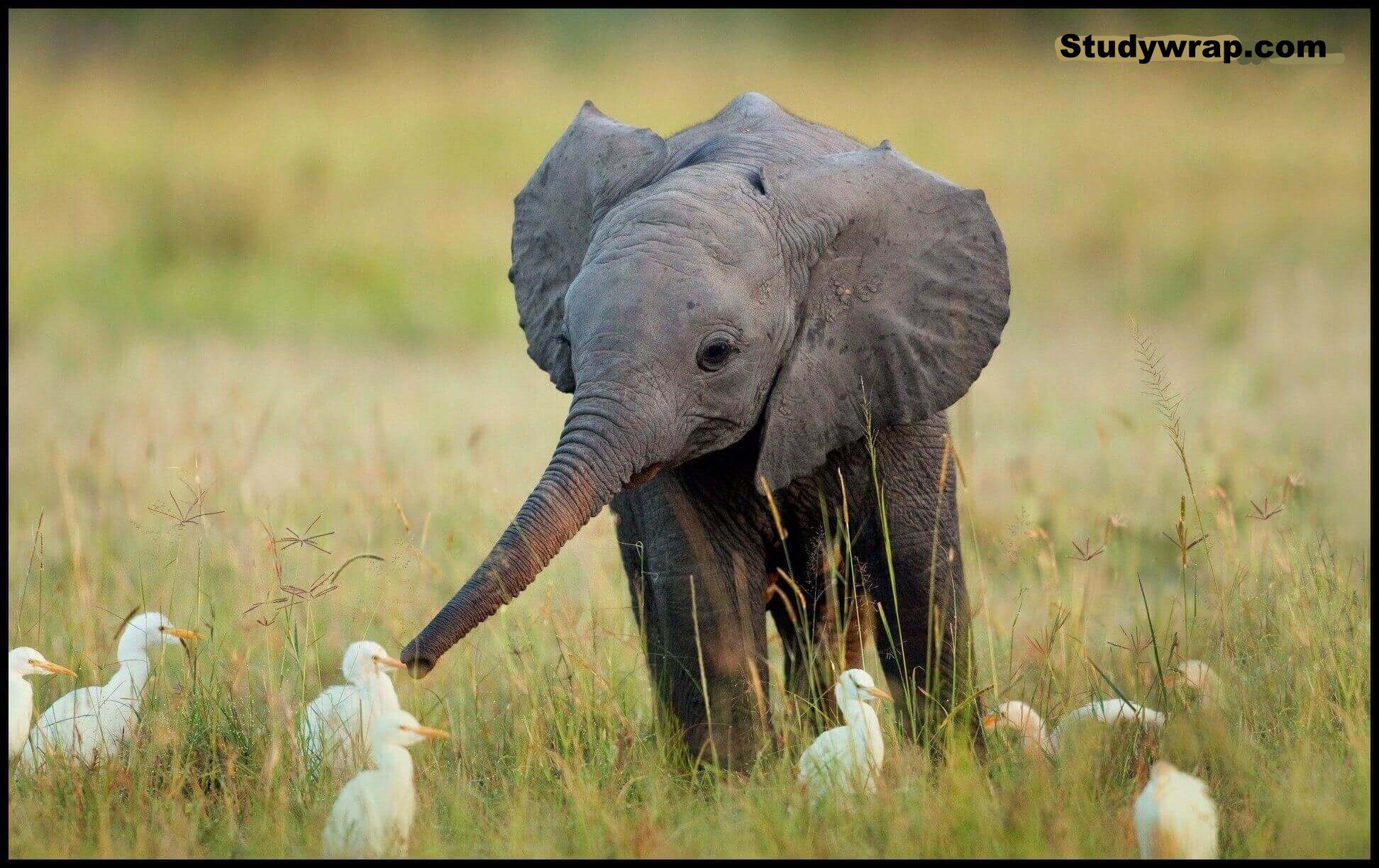 Project Elephant, Elephant conservation project, Elephant conservation schemes by Indian Government, Elephant reserves