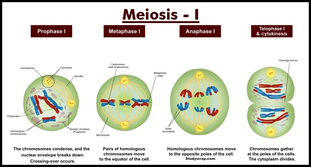 Meiosis I, heterolytic Division, Reductional division