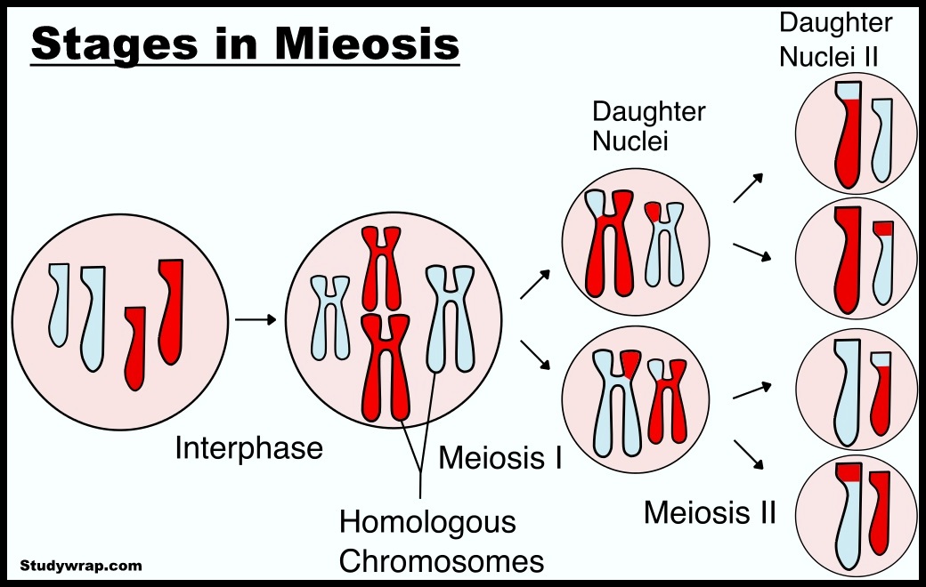 Meiosis, the reductional cell division