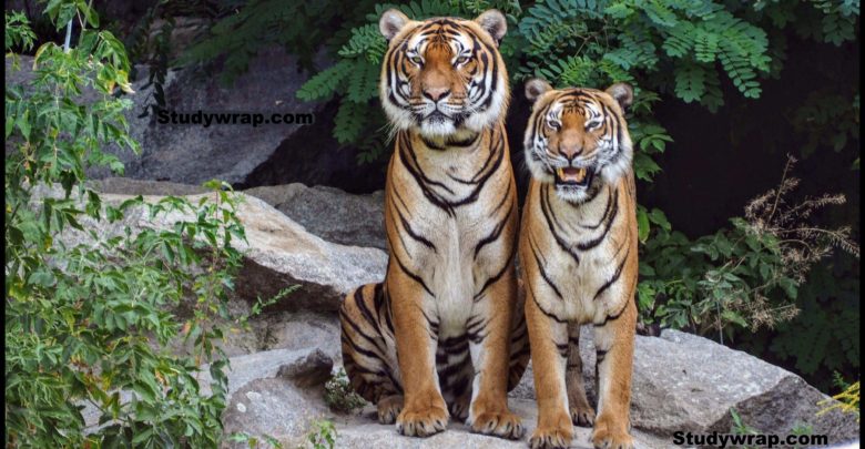 Project Tiger, Specialised Projects for Wildlife
