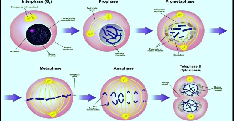 Phases of Mitosis, Cell Division, Mitosis, Somatic cell Division