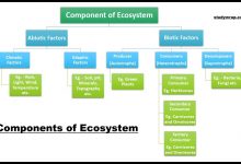 Component of Environment, Components of Ecosystem, Abiotic Components, Light, Temperature, Atmosphere, Rainfall, Biotic Components, Producers, Consumers etc, Complete notes on Environment and Ecology Click Here.....