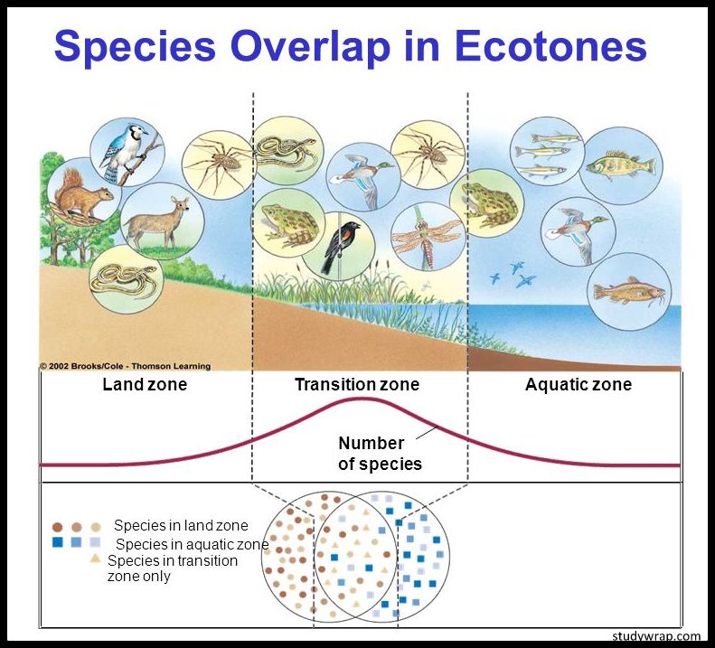 Ecotones, Ecotones Characteristics, Importance of Ecotones, Types of Ecotones, Complete Notes on Environment and Ecology... Click Here