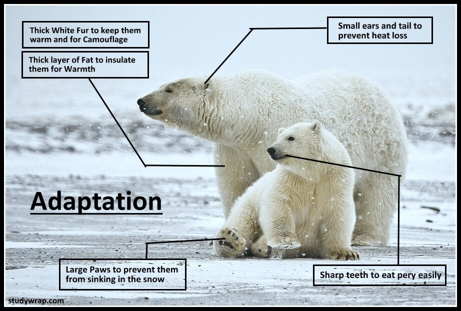 Adaptation, Types of Adaptation, Examples of Adaptation