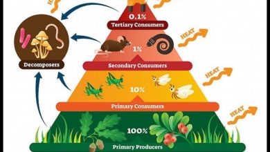 Pyramid of Energy, Ecological Pyramids