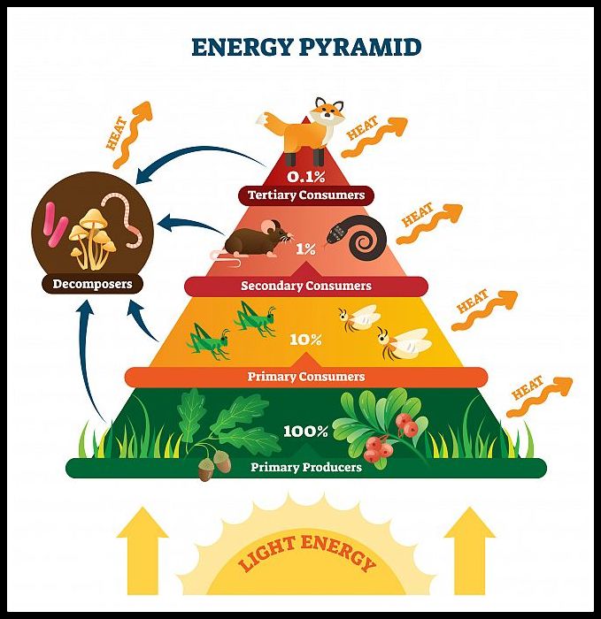 Pyramid of Energy, Ecological Pyramids, Complete Notes on Ecology and Environment for PSC, SSC, RRB etc.