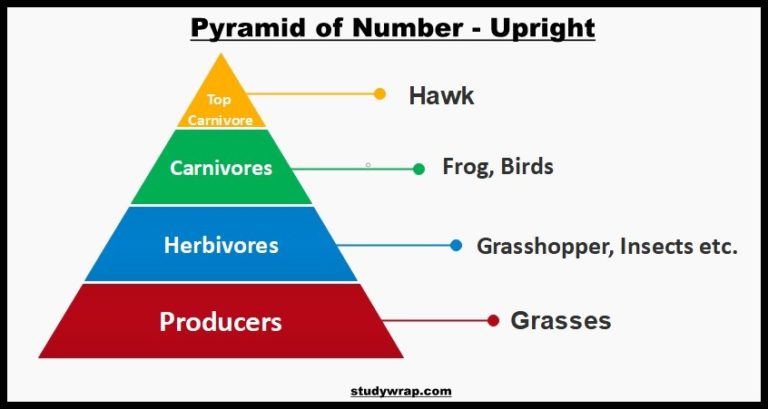 Ecological Pyramids Of Number Biomass And Energy Study Wrap