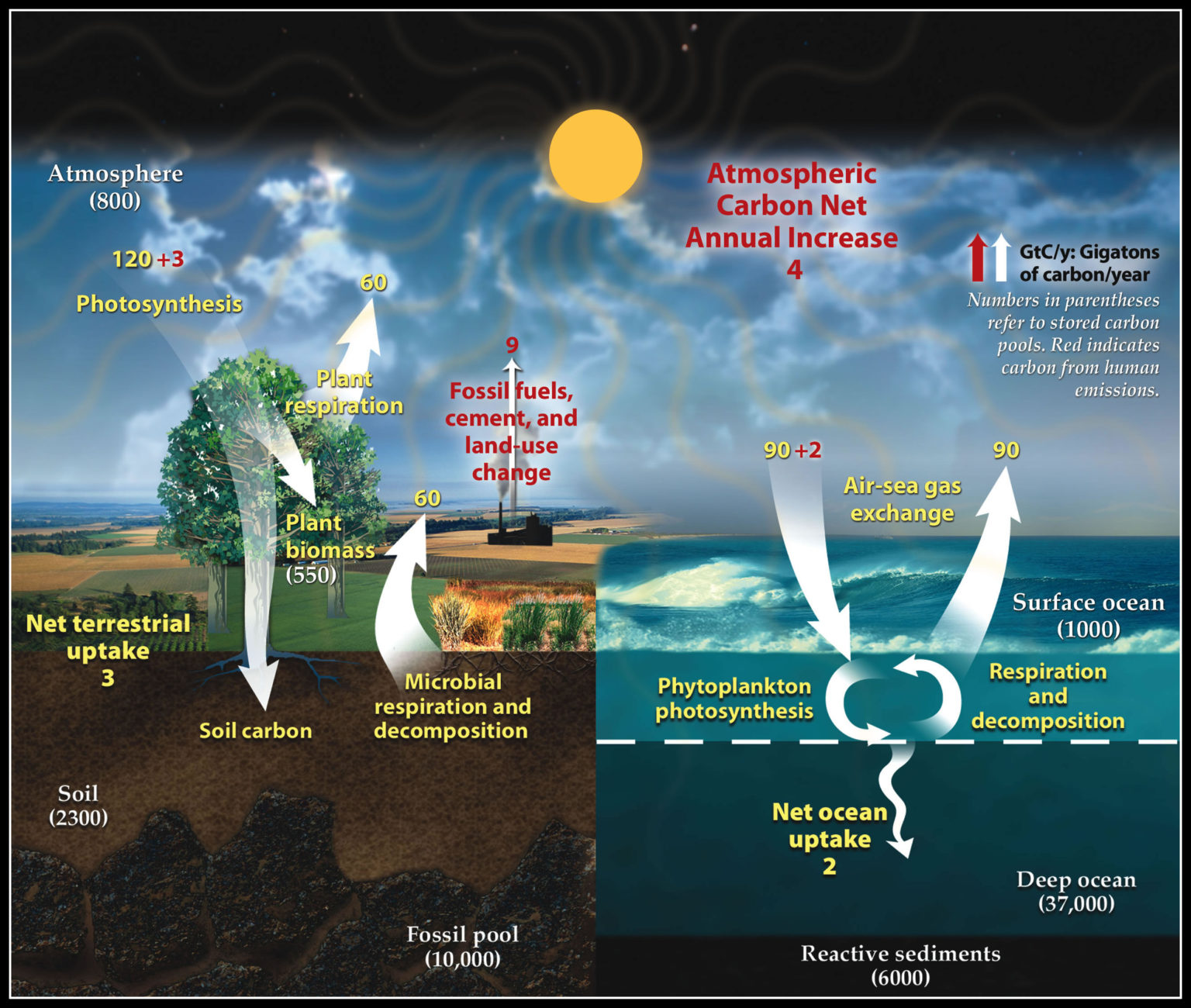 Biogeochemical Cycle/Nutrient Cycle - Carbon, Nitrogen etc. - Study Wrap