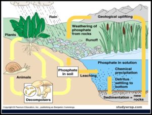 Biogeochemical Cycle/Nutrient Cycle - Carbon, Nitrogen etc. - Study Wrap