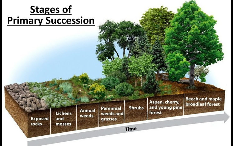 Ecological Succession, Stages of Ecological Succession, Primary Succession, Secondary Succession, Difference between Primary and Secondary Succession, Notes on environment and Ecology,
