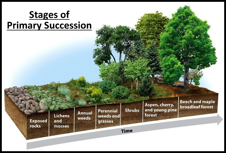 Examining The Stages In Ecological Succession