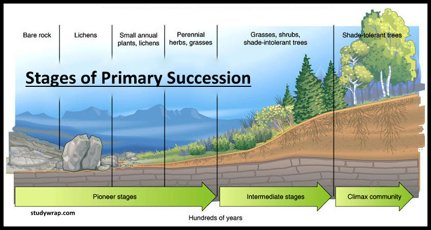 07 Primary Succession 1 