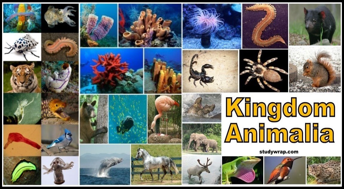 Five Kingdom Classification of Organisms - Study Wrap