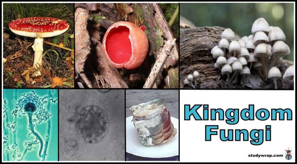 Five Kingdom Classification of Organisms - Study Wrap