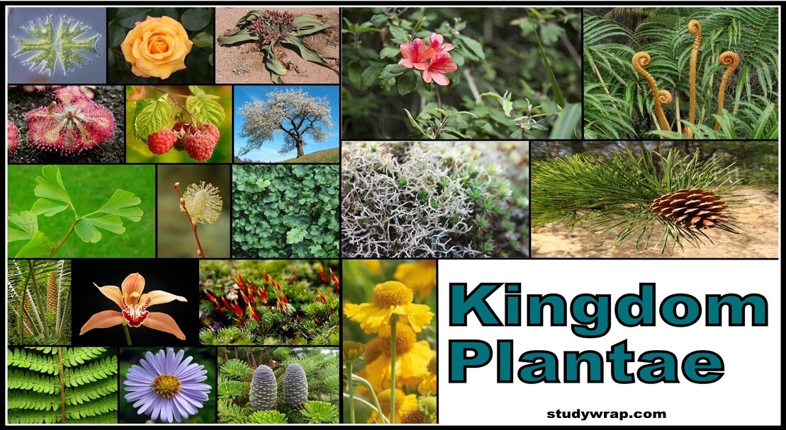 Kingdom Plantae – Kingdom Plantae Definition And Kingdom, 47% OFF