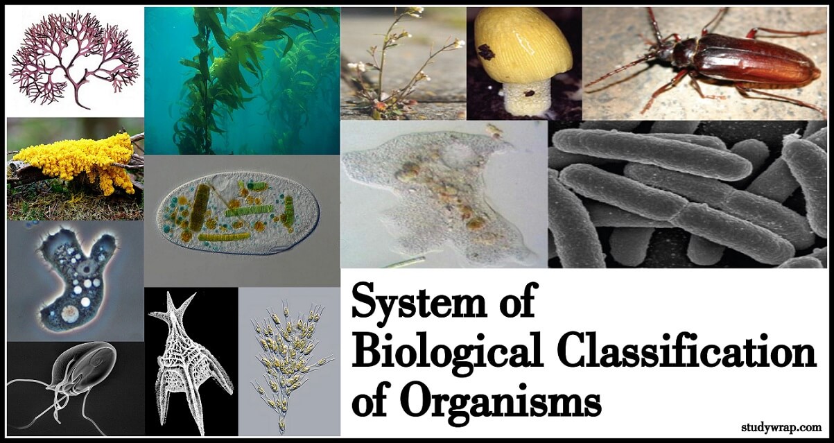 what is meant by artificial natural and phylogenetic system of classification