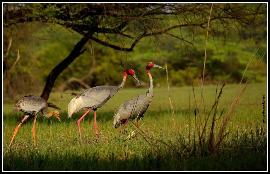 Keoladev Bird Sanctuary, Keoladev Wildlife Sanctuary