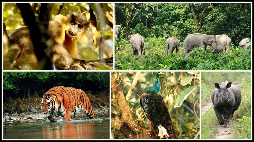 Manas Wildlife Sanctuary, Manas National Park, World Heritage Site