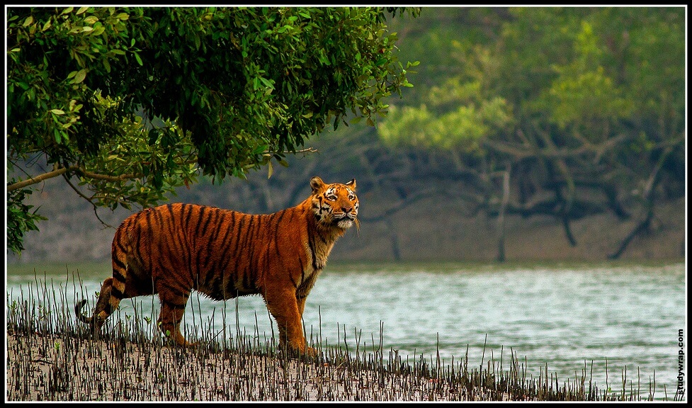 Royal bengal Tiger, National Animal of India, Sunderban Tiger, Sunderban National Park