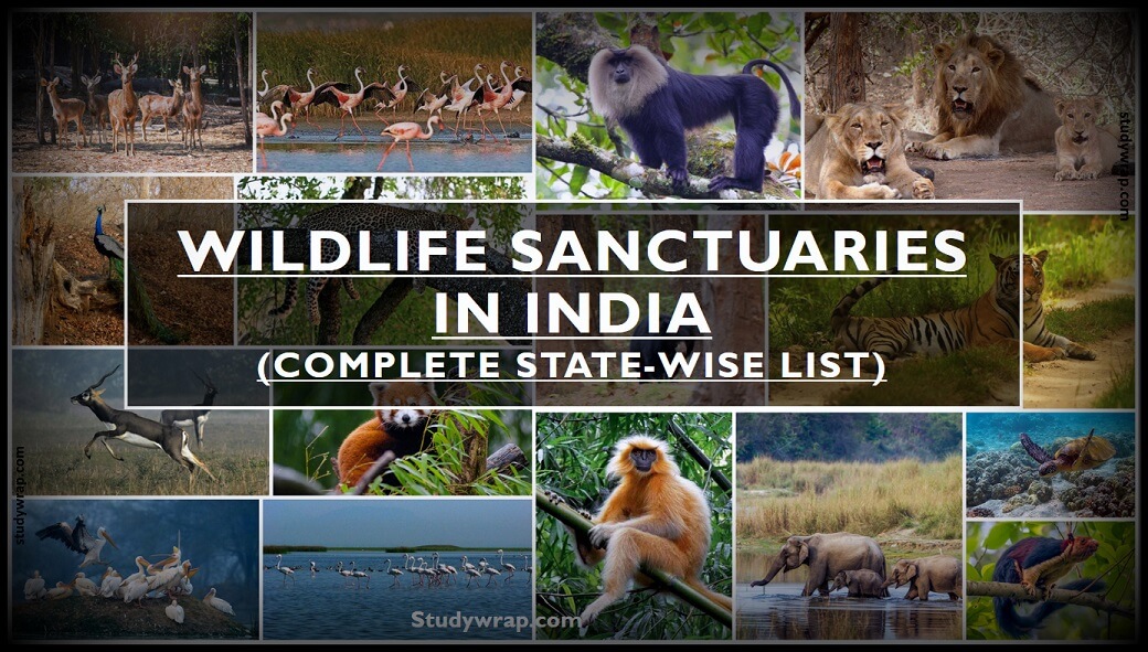 What is Wildlife Sanctuary?, Complete State-wise List of Wildlife Sanctuary in India, Difference between National Park & Wildlife Sanctuary, studywrap.com