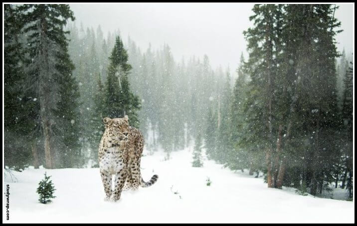 Great Himalayan National Park (2014), Snow Leopard, UNESCO world Heritage Sites in India