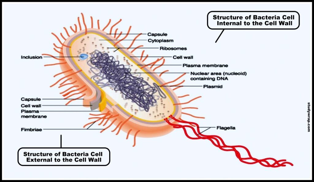 Structure of Bacteria Cell and its Organelles - Study Wrap